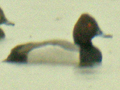 Common Pochard x Tufted Duck hybrid